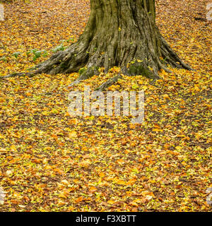 Herbstliches Laub um Baum Stockfoto