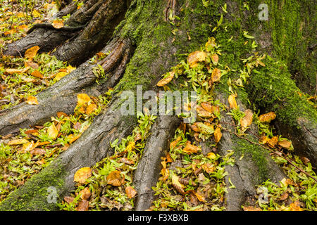Herbstliches Laub um Baum Stockfoto