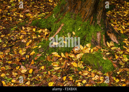 Herbstliches Laub um Baum Stockfoto
