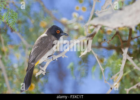 Bul Bul in namibia Stockfoto