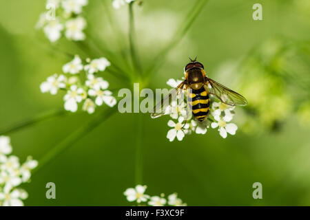 Auf Blume Stockfoto