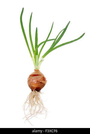 Zwiebel mit Grün und Wurzeln Stockfoto