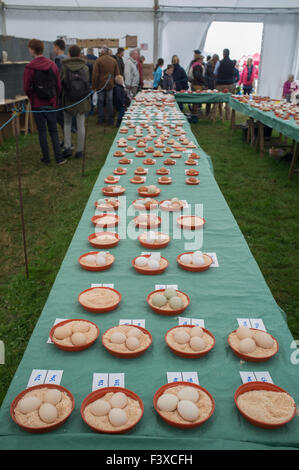 Eiern nach Beurteilung bei der Stithians Show Landwirtschaftsausstellung in Cornwall UK Stockfoto