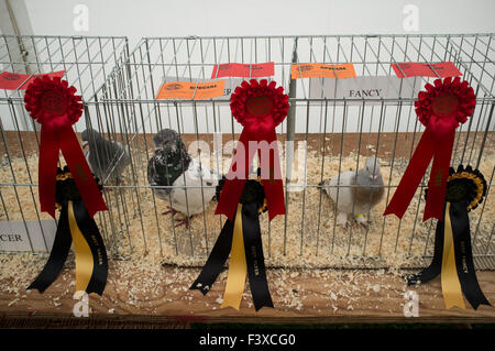 Pigeonsafter Beurteilung bei der Stithians Show Landwirtschaftsausstellung in Cornwall UK Stockfoto