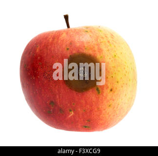 Einem schlechten Platz auf einem organischen wild Apple isoliert auf einem weißen Hintergrund. Stockfoto