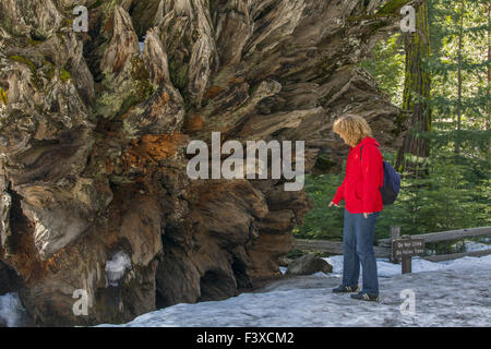 Mammutbaum im Park Yosemitenational Stockfoto