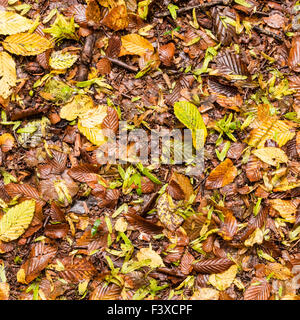 Nasses Herbstlaub auf Boden Stockfoto