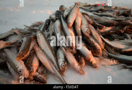 fangen an Ostsee Stockfoto