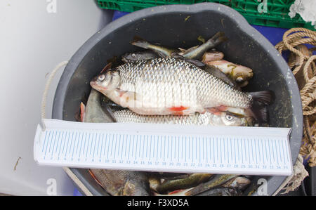 fangen an Ostsee Stockfoto