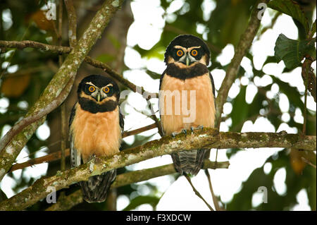 Die Tierwelt Panamas mit einem Paar spektakulärer Eulen, Pulsatrix perspicillata, im dichten Regenwald auf Cerro Pirre, Darien NP, Republik Panama. Stockfoto