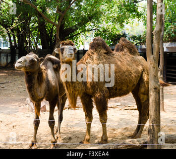 Kamele im zoo Stockfoto