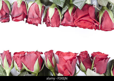 Rote Rosen Stockfoto