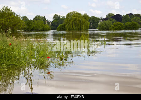 Hochwasser in dresden Stockfoto