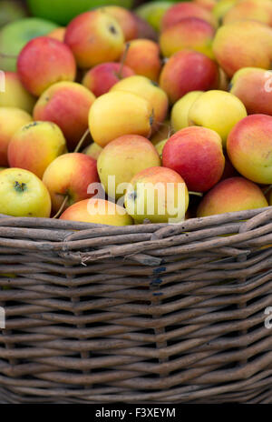 Korb mit geernteten „Dartmouth“-Krabbenäpfeln im Herbst auf einer Herbstschau. VEREINIGTES KÖNIGREICH Stockfoto