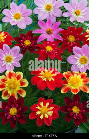 Dahlia Flora Display auf einer Herbst-Show. VEREINIGTES KÖNIGREICH Stockfoto