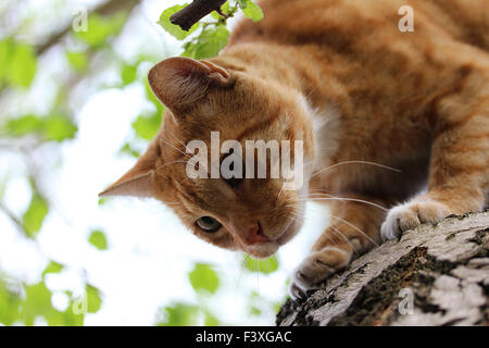 Katze im Baum Stockfoto