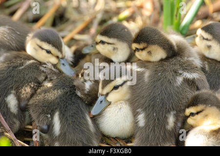 Fleckige Ente (Anas Fulvigula), Green Cay Naturgebiet, Delray Beach, Florida, USA Stockfoto