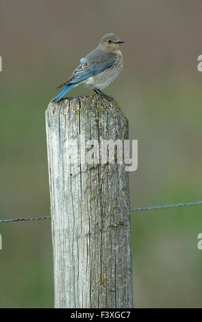 Weiblich-Mountain Bluebird (Sialia Currucoides), thront auf einem Zaunpfahl in der Nähe von Spruce Meadows, Calgary, Alberta, Kanada Stockfoto
