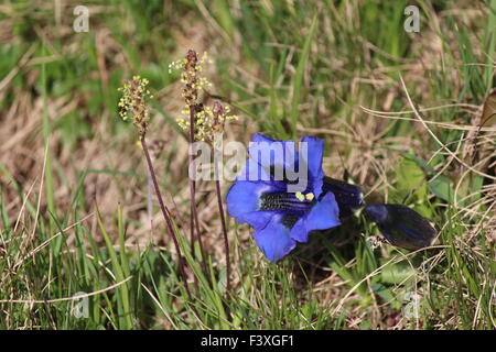 Blauer Enzian wächst in den Alpen Stockfoto