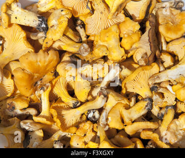 Gelbe Pfifferlinge Pilze Hintergrund Stockfoto