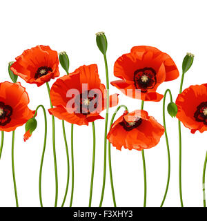 Rote Mohnblumen in einer Reihe. Stockfoto