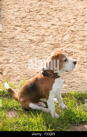 Beagle entspannen nach Spaß Spiele. Stockfoto