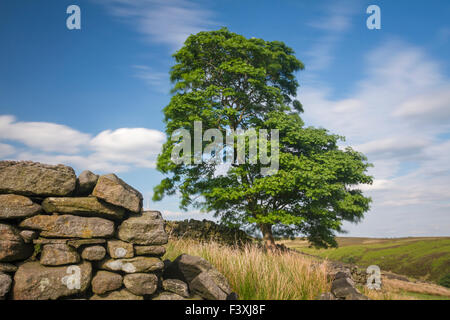 Einsamer Platane wächst in der Nähe von aufgeschlüsselt Trockensteinmauer auf Haworth Moor in "Bronte"Land, Yorkshire, England Stockfoto