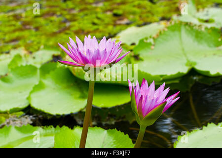 Lila Lotus im Teich Stockfoto