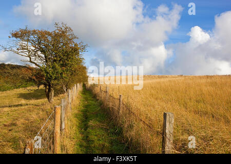 Ein eingezäunter öffentlichen Fußweg mit einem alten Weißdorn Hecke durch ein Feld von golden trockene Gräser auf die Yorkshire Wolds im Herbst. Stockfoto