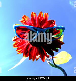 lustig, rote Sonnenblume mit Sonnenbrille Stockfoto