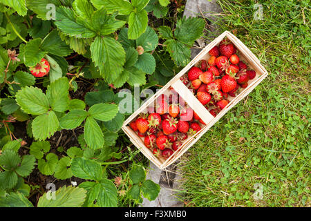 Korb, gefüllt mit Erdbeeren neben Plantage, Ansicht von oben Stockfoto