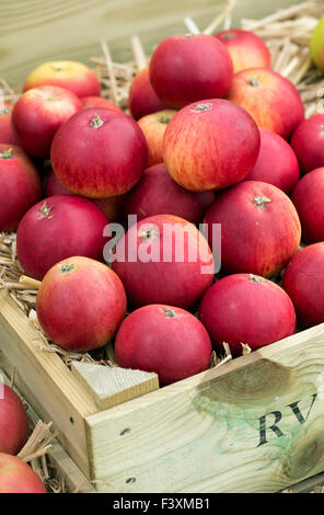 Geerntete rote Teufelsapfel im Herbst in einer Kiste bei einer Herbstschau. VEREINIGTES KÖNIGREICH Stockfoto