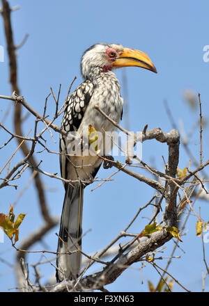 südlichen Yellowbilled Hornbill; Tockus leucomelas Stockfoto