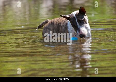 Miniatur Bullterrier mit ball Stockfoto