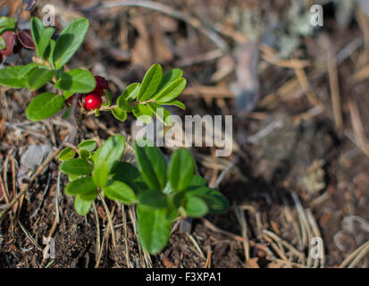 Preiselbeeren oder Preiselbeere Stockfoto