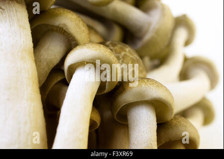 Braun Buche Pilze Stockfoto