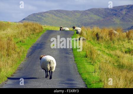 Rush Hour im Westen Irlands Stockfoto