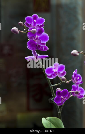 Rosa Orchidee Blume auf schwarzem Hintergrund Stockfoto