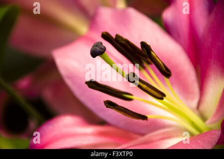 Die Close Up von Lilien auf dunklem Hintergrund Stockfoto