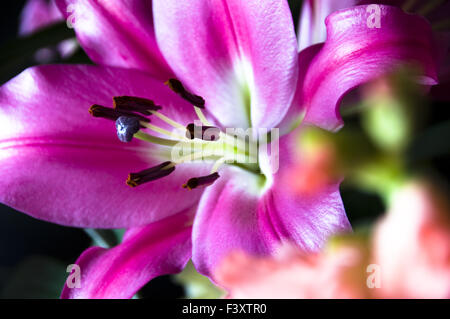 Die Close Up von Lilien auf dunklem Hintergrund Stockfoto