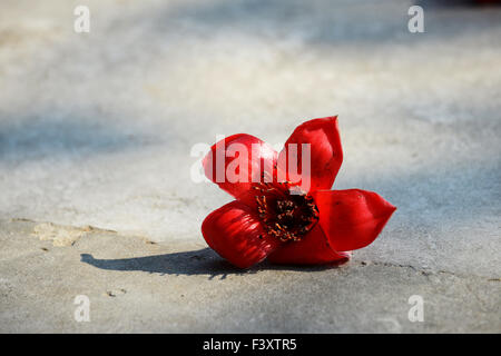 Die Nahaufnahme von crimson Kapok Blumen Stockfoto