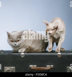 Zwei Katzen Stockfoto