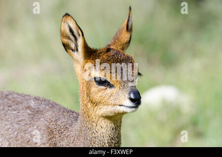 Porträt einer jungen Klipspringer in Gamkaskloof, in den Swartbergen in Südafrika Stockfoto