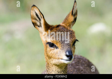 Porträt einer jungen Klipspringer in Gamkaskloof, in den Swartbergen in Südafrika Stockfoto