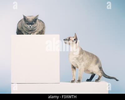 Zwei Katzen Stockfoto