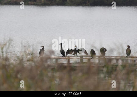 Kormorane auf einem Floß löschte für Flussseeschwalben bei Fischer Green, Essex Stockfoto