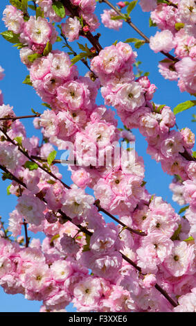 Hintergrund mit Pfirsich Blüten im Frühjahr Stockfoto