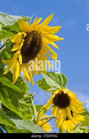 Sonnenblumen (Helianthus Annuus), Mecklenburg Stockfoto