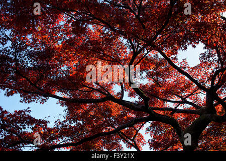 Japan, Honshu-Insel, Kansai, Kyoto, Ahorn im Herbst. Stockfoto