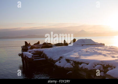 Steller Seelöwen auf einem hölzernen pier Stockfoto